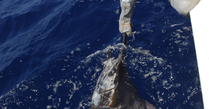 Understanding skirted trolling lures