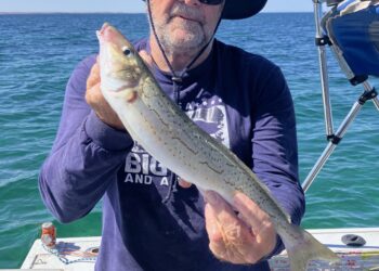 Has South Australia’s algae bloom turned the corner?