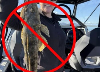 Sand flathead ban for Tasmania