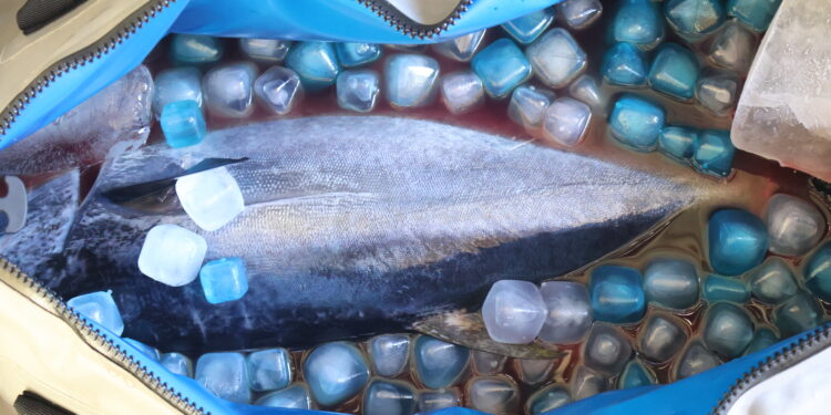 Free Flo – Fro Freeze Cubes review