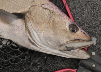 Summer fishing the estuaries
