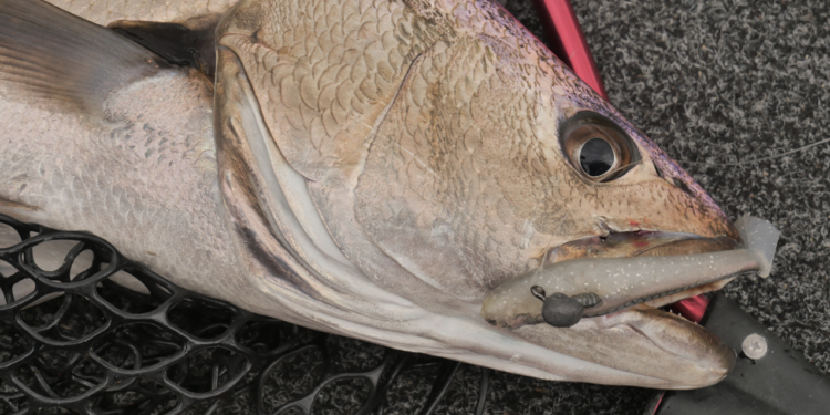 Summer fishing the estuaries