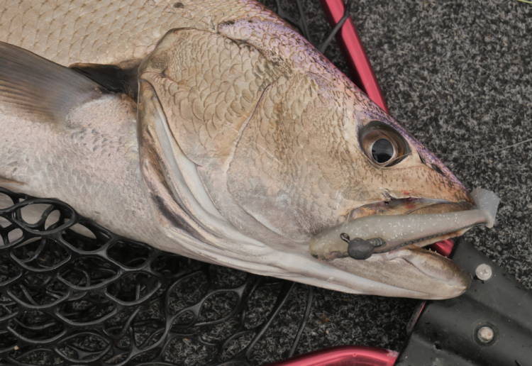 Summer fishing the estuaries