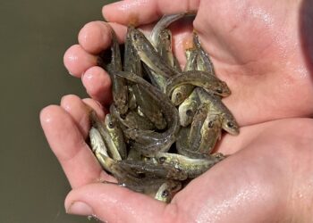 NSW freshwater impoundment fish stocking plan