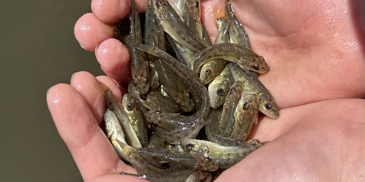 NSW freshwater impoundment fish stocking plan