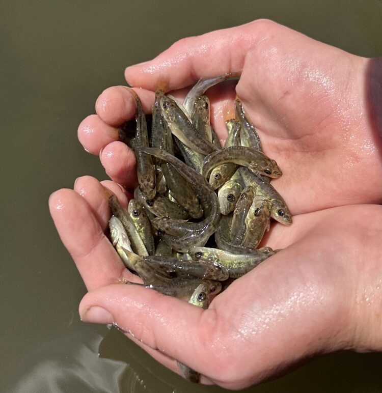NSW freshwater impoundment fish stocking plan