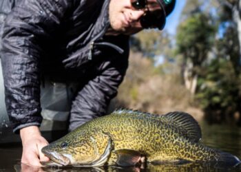 Study finds fish handling key to Murray cod recovery