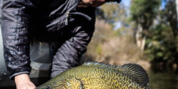 Study finds fish handling key to Murray cod recovery