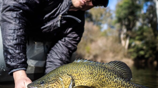 Study finds fish handling key to Murray cod recovery
