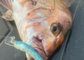 Glasseye Lures review