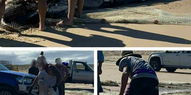 Mulloway catch exploited in bycatch loophole