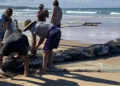 NSW DPIRD defends controversial mulloway catch