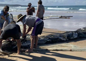 NSW DPIRD defends controversial mulloway catch