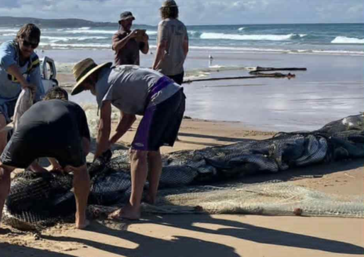 NSW DPIRD defends controversial mulloway catch