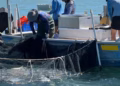 Queensland tunnel net petition