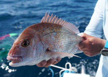 Snapper catch & release mortality study