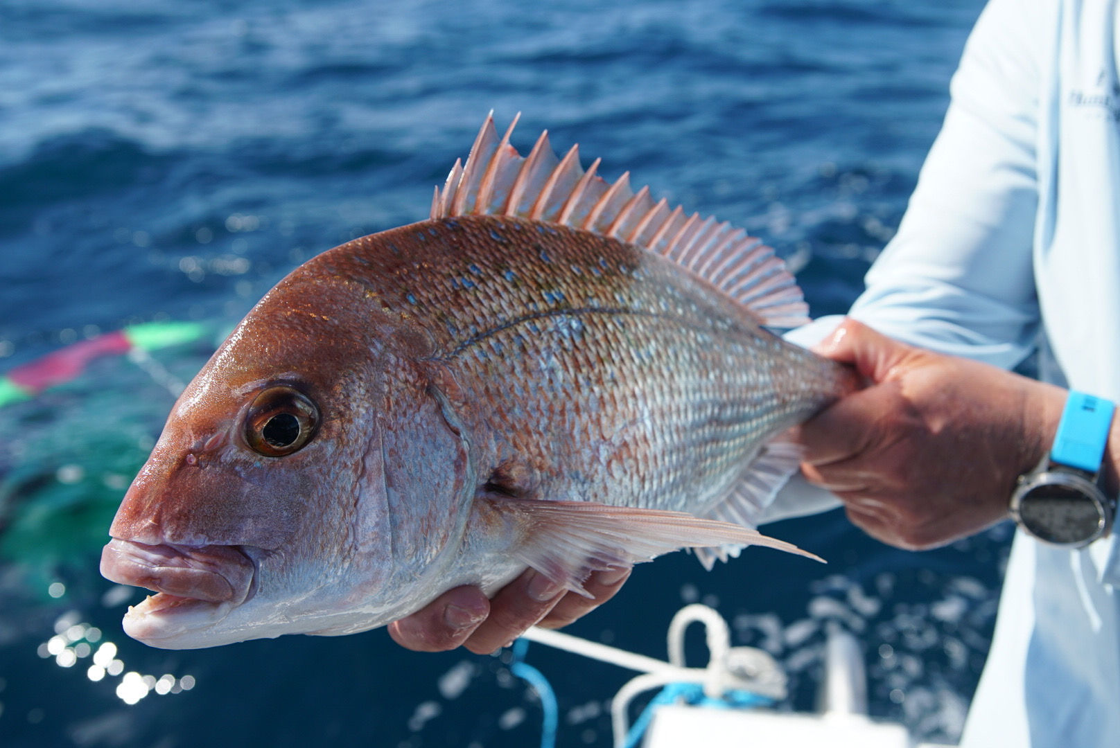 Snapper catch & release mortality study