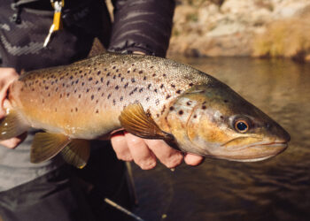 Victoria’s 2026 Talking Trout Conference