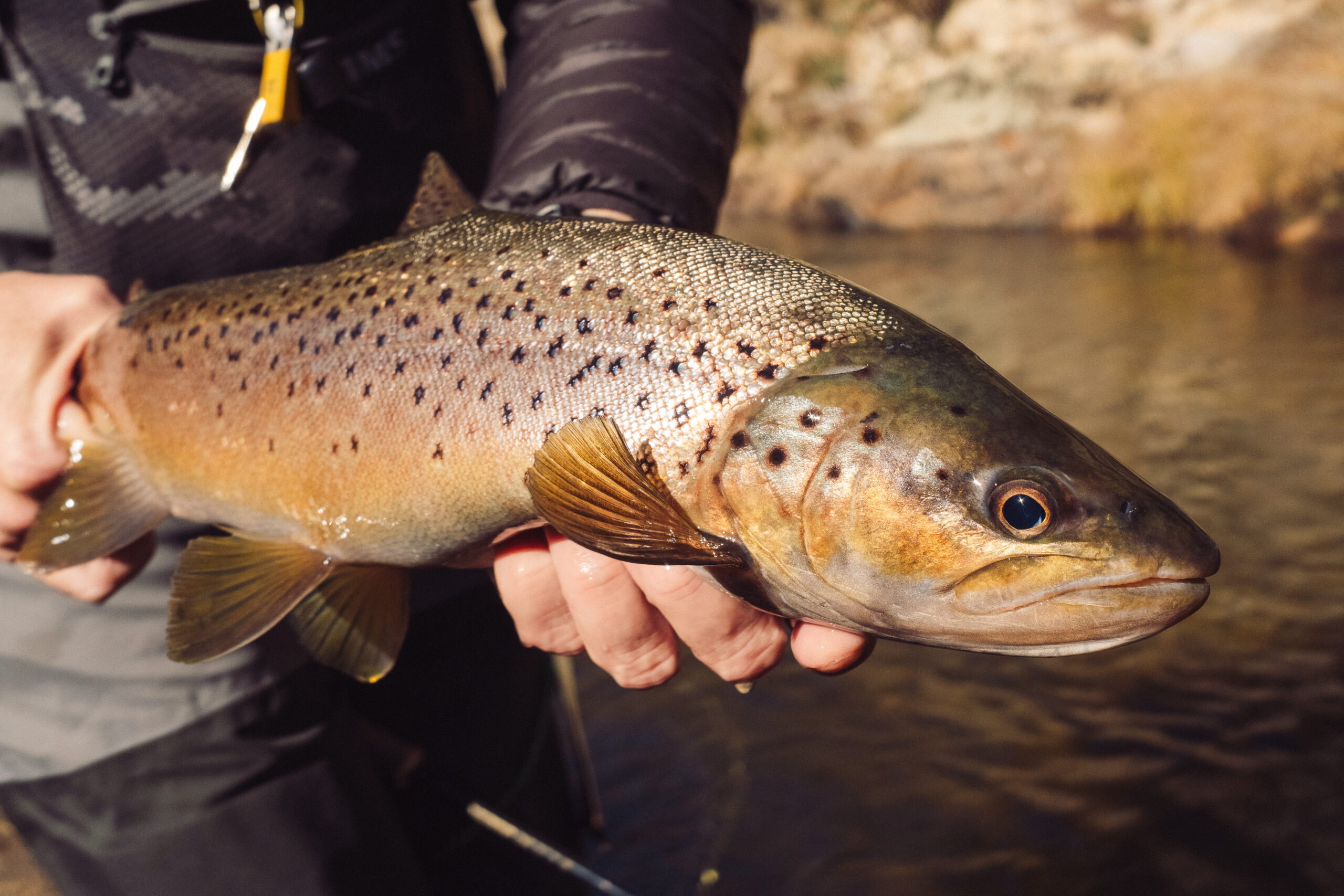 Victoria’s 2026 Talking Trout Conference