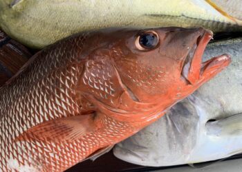 What is the best eating fish?