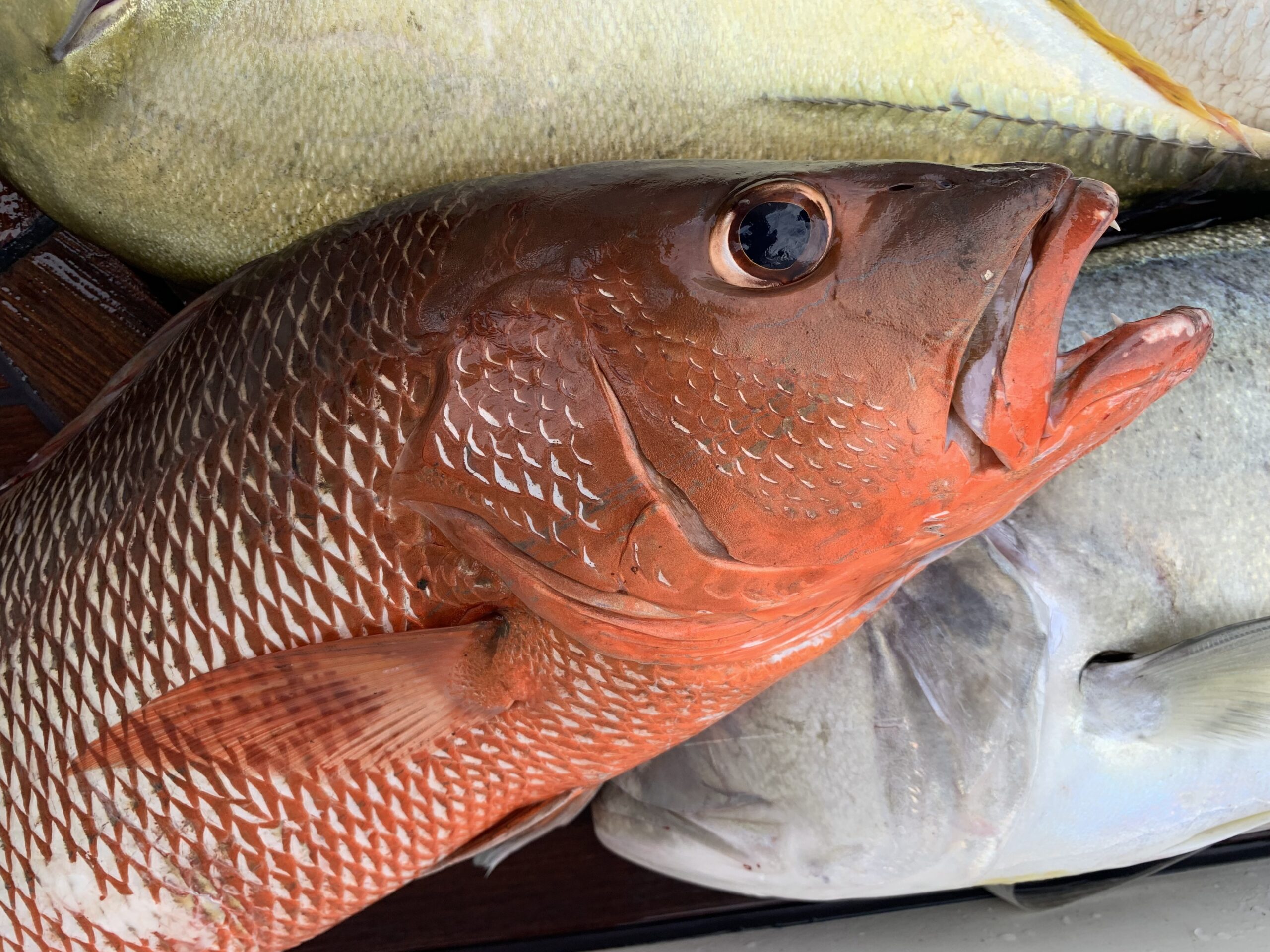 What is the best eating fish?