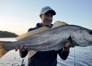 Feedback sought on Victoria’s mulloway fishery