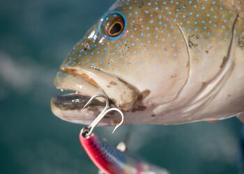 Fishing hook evolution