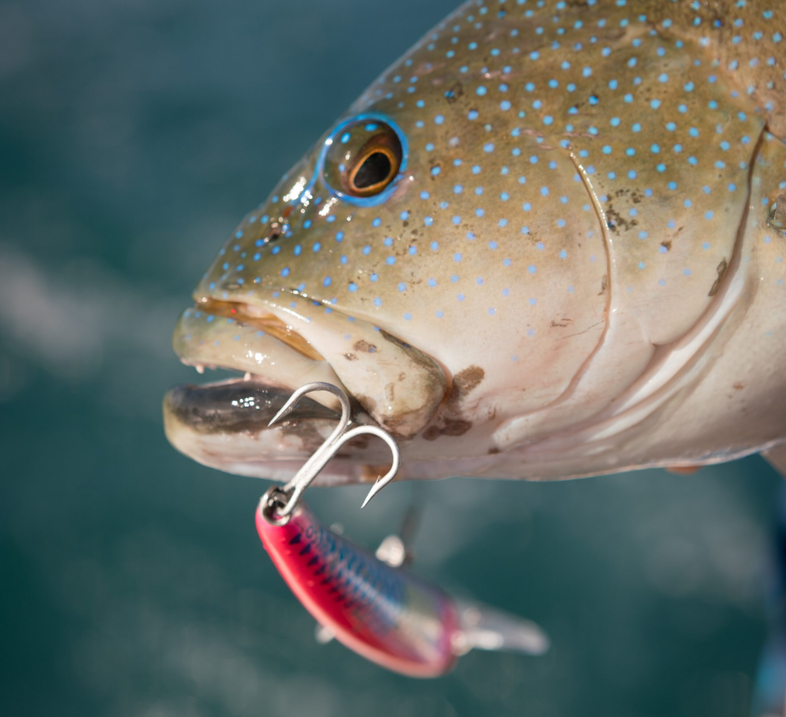 Fishing hook evolution