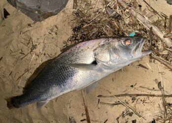 Haul nets smash “recovering” mulloway stocks