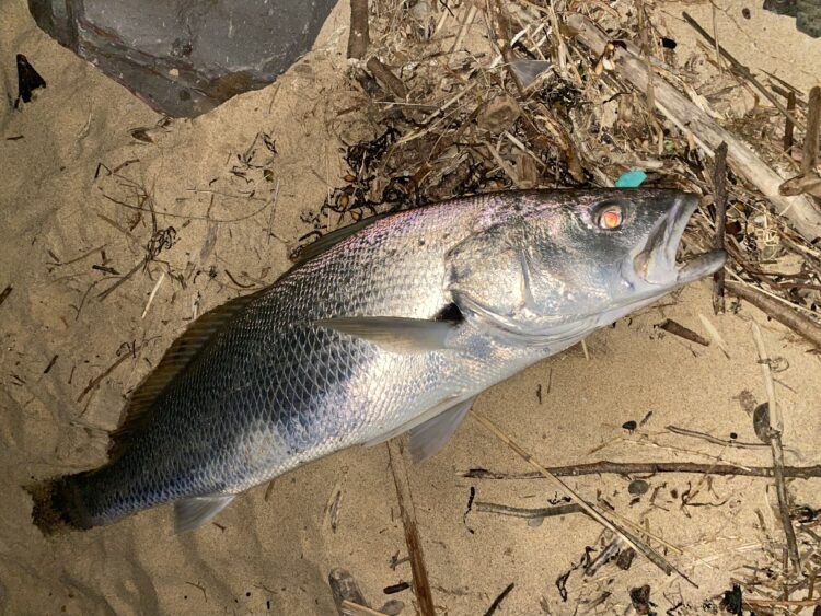 Haul nets smash “recovering” mulloway stocks