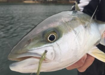 NSW slashes kingfish bag limits amid stock collapse