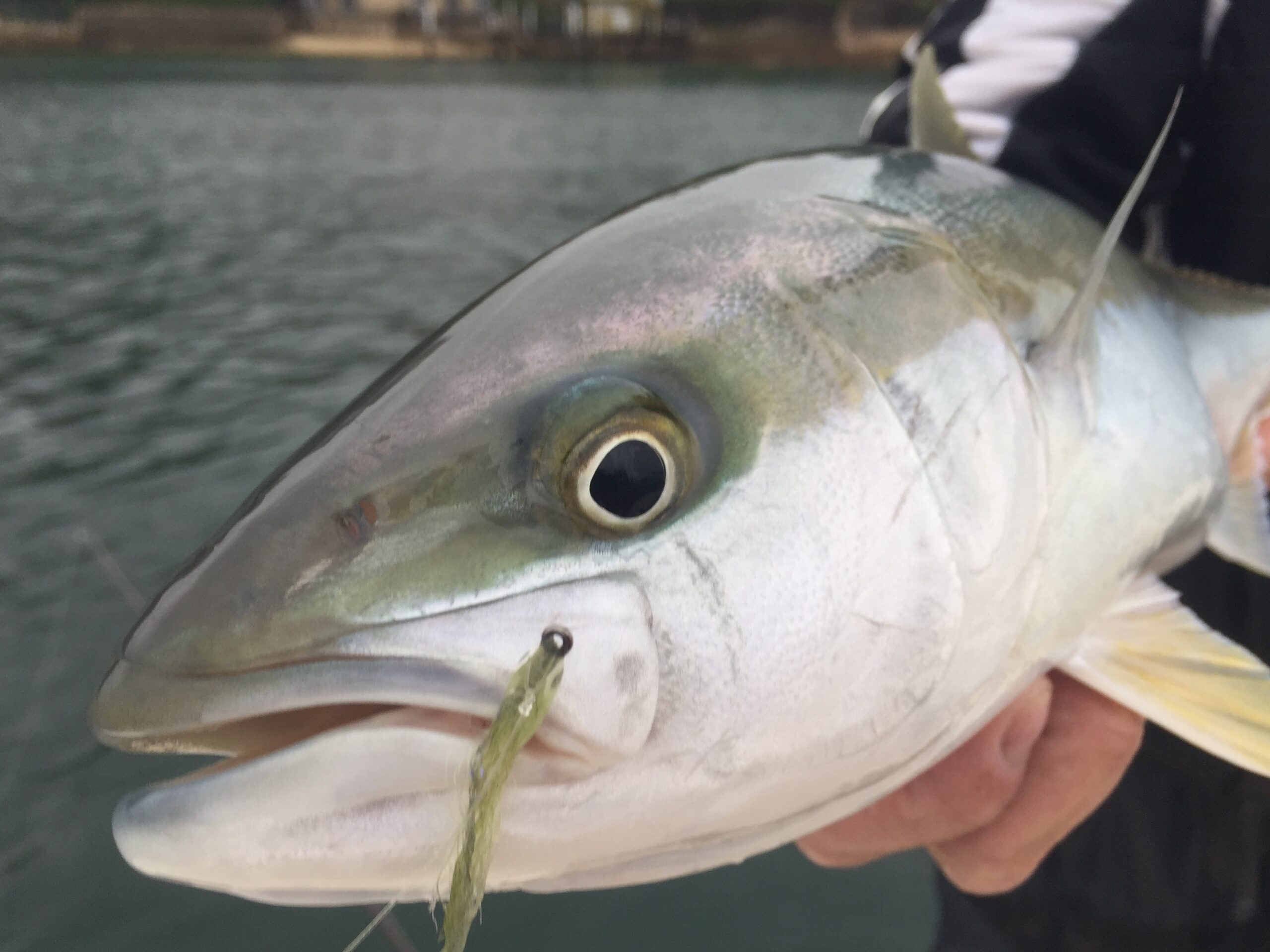 NSW slashes kingfish bag limits amid stock collapse