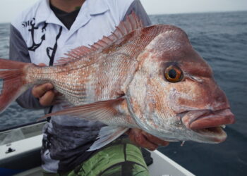 NSW Government extends kingfish and snapper consultation