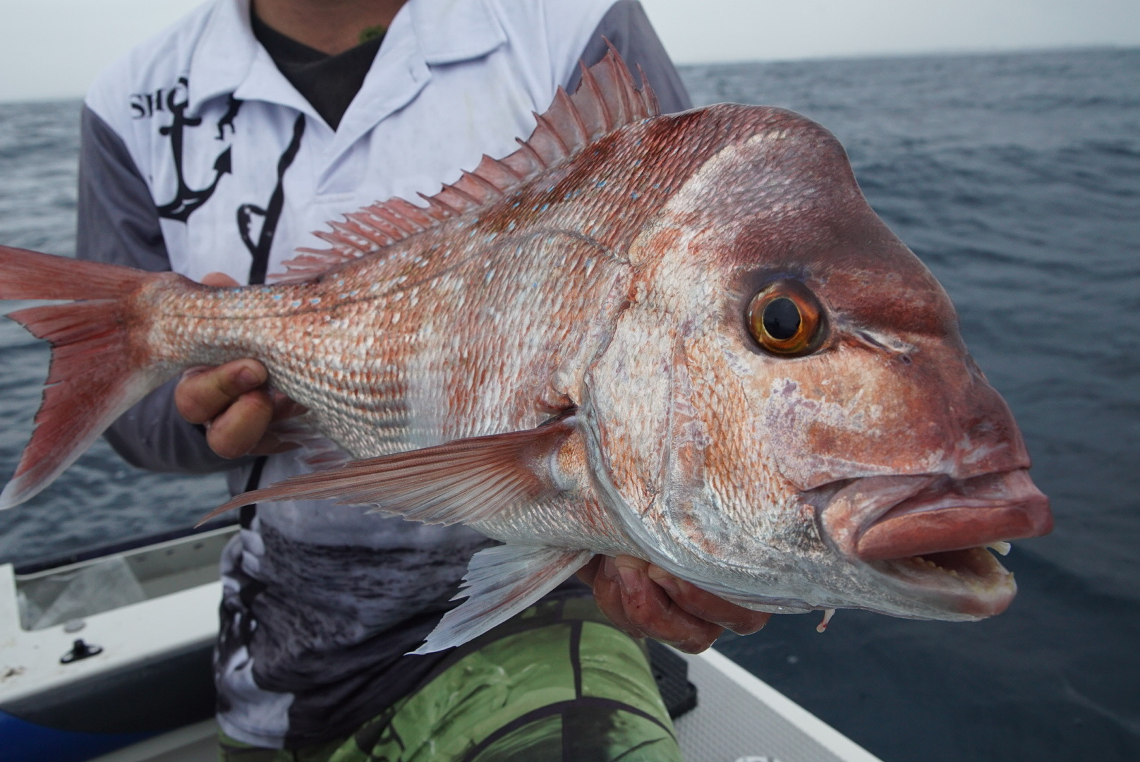 NSW Government extends kingfish and snapper consultation