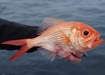 New rules for redfish nannygai in NSW