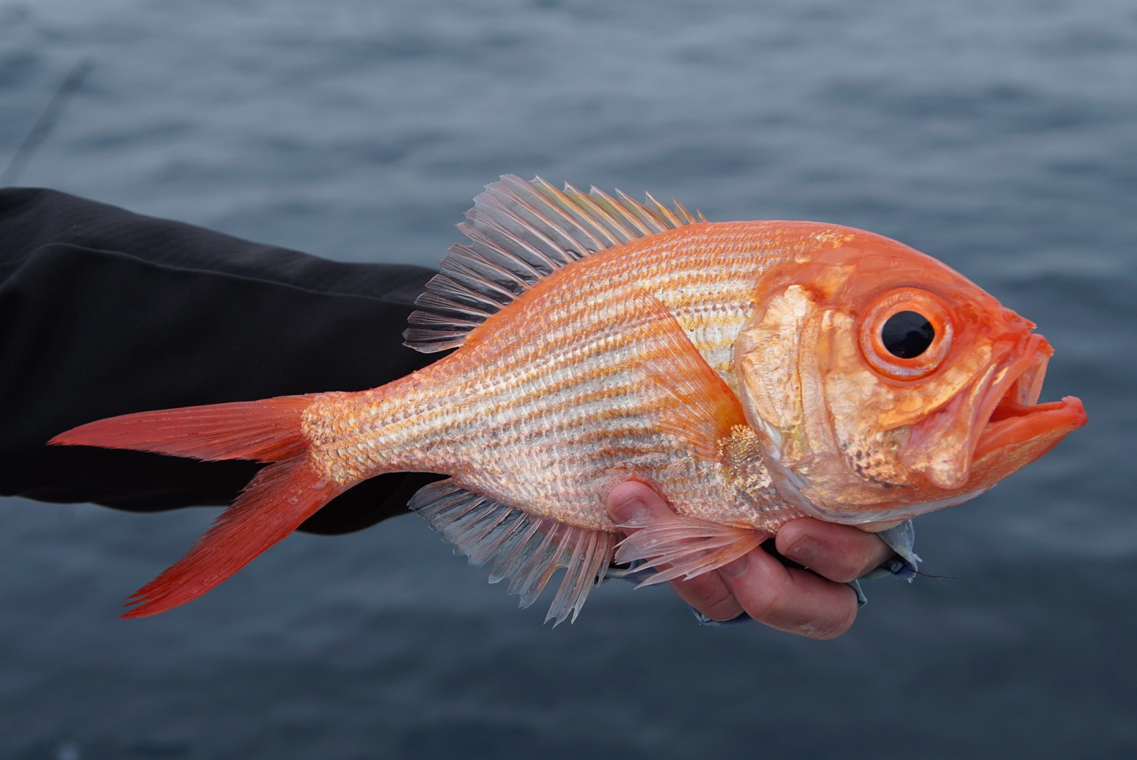 New rules for redfish nannygai in NSW