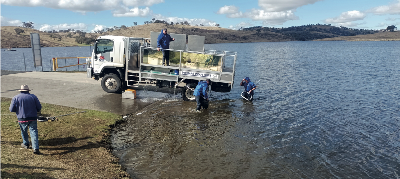 NSW Fisheries stocking a Central West dam.
