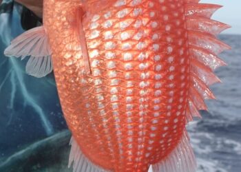 New rules for redfish nannygai in NSW