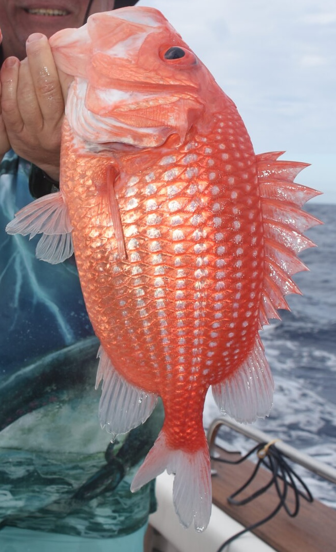 New rules for redfish nannygai in NSW