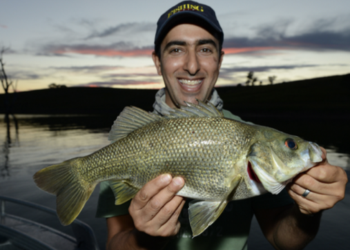 Spring bass